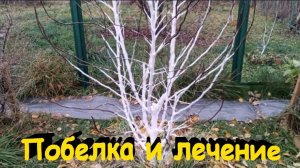 "Побелка деревьев плюс лечение от грибка."#сад#огород#дача