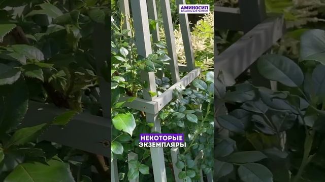 Первые впечатления от применения АМИНОСИЛ