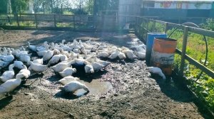 Содержание бройлерных уток в домашних условиях: кормление, водоем, пропойки... «Мое Подворье»