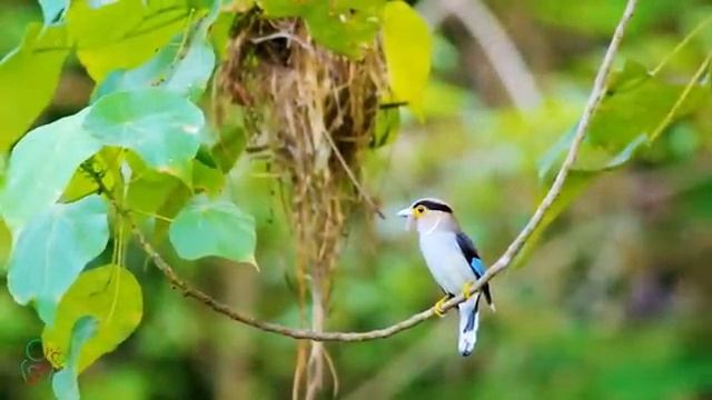 Нежная музыка, успокаивает нервную систему и радует душу 🍀 смотреть онлайн