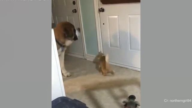 Смешные животные #95 смотреть онлайн