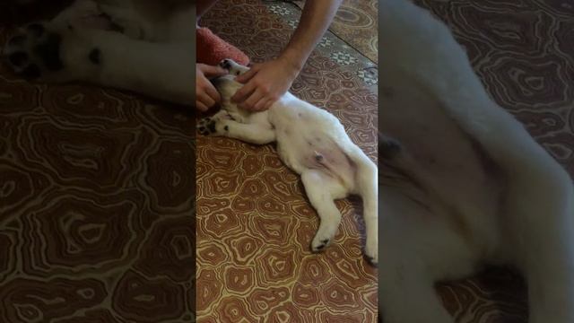 Щеночку чешут пузико смотреть онлайн