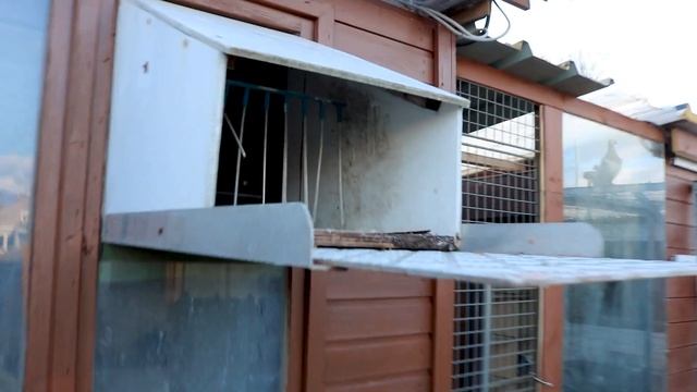 Small Pigeon loft with 25 young pigeons! and special white collored pigeon!! смотреть онлайн