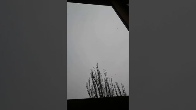 шум дождя, чёрно-серое тепло деревъев
