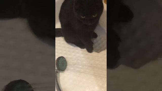 Black Scottish fold Scotty drinking water / шотландский вислоухий чёрный кот Скотти пьёт воду смотреть онлайн