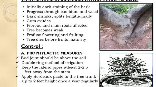 #Productiontechnology & #PlantProtectionMeasures In #Sweetorange & #Acidlime #GreenPantherVlogs
