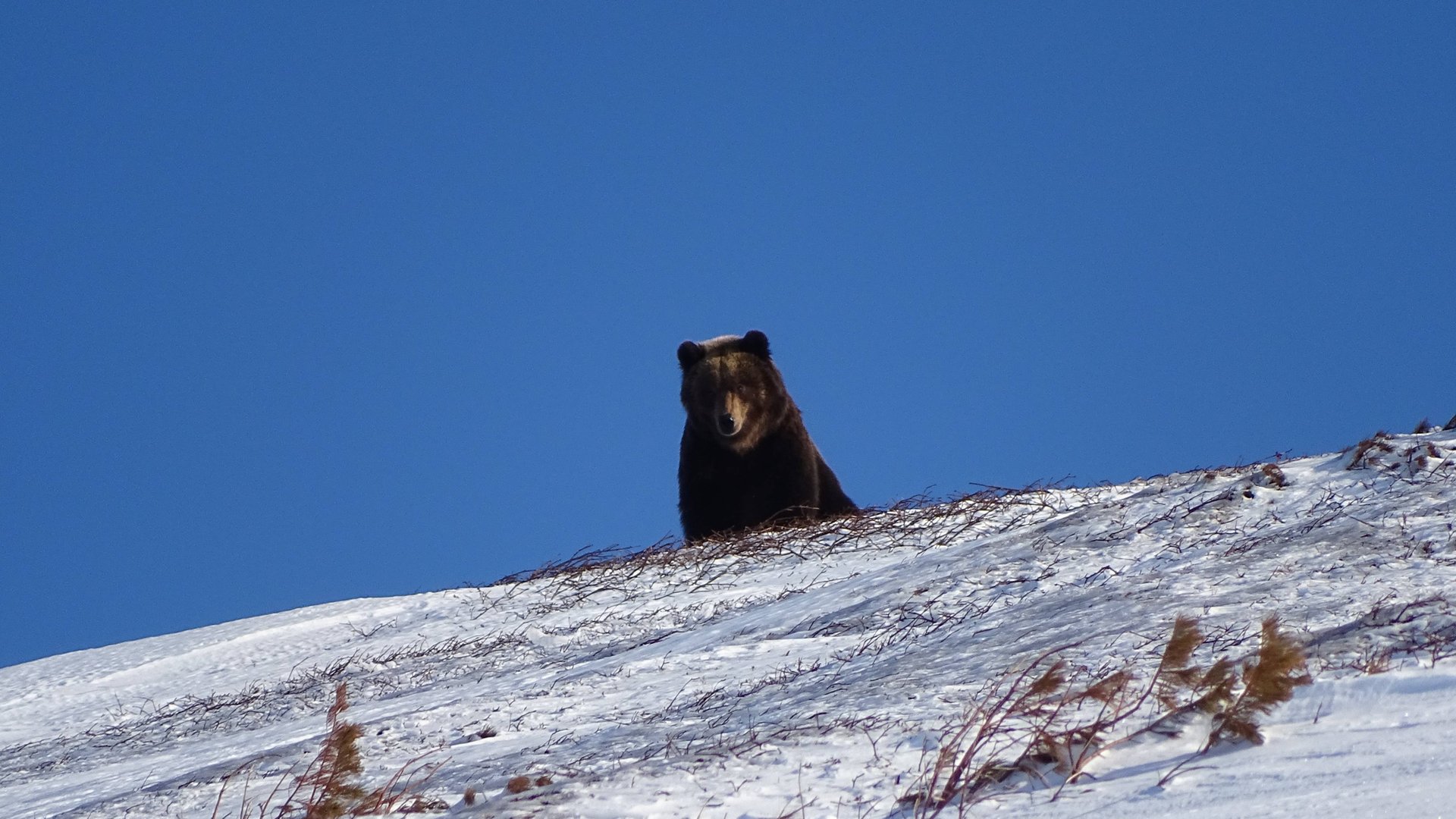 Апрель - медведи просыпаются. смотреть онлайн