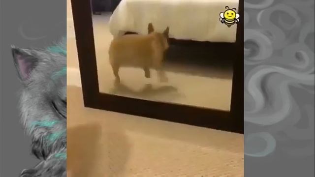 Собака зажигалка смотреть онлайн