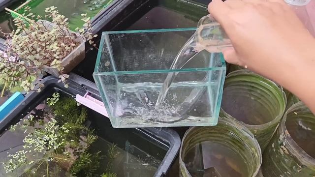 By Far The Simplest And Best Way To Groom Guppies! смотреть онлайн