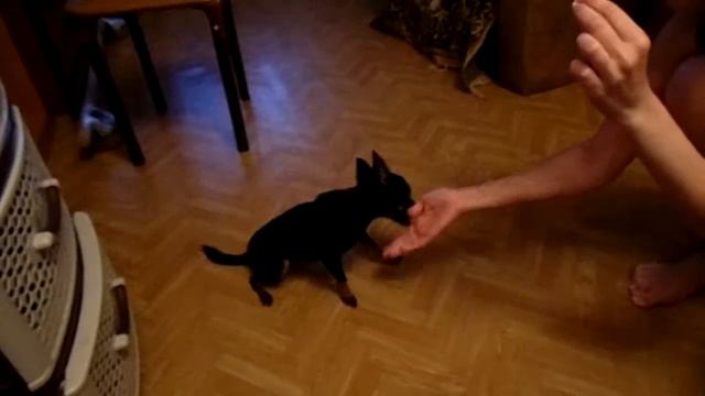 Той-терьер Джесси смотреть онлайн