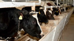 Фермеры Дагестана начали подготовку к зиме