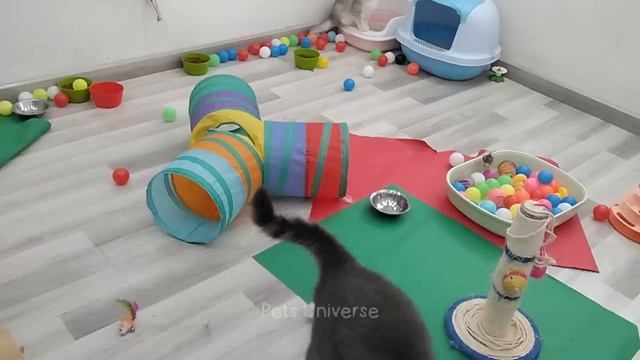 смешные коты 2024