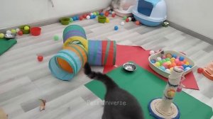 смешные коты 2024