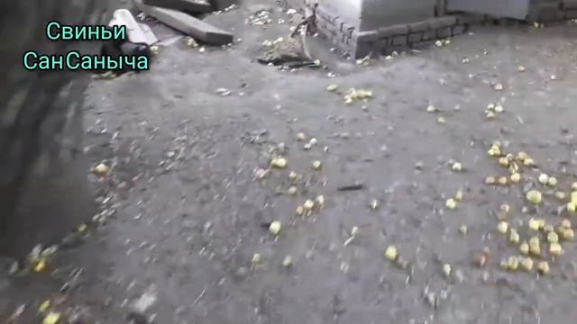 Небольшой обход по свиньям и бройлерам