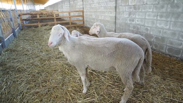 Овцы породы Цвартблес и Меринолэнд смотреть онлайн