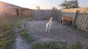 Собака более двух лет сидит на цепи. А по ночам слышен тоскливый вой...
