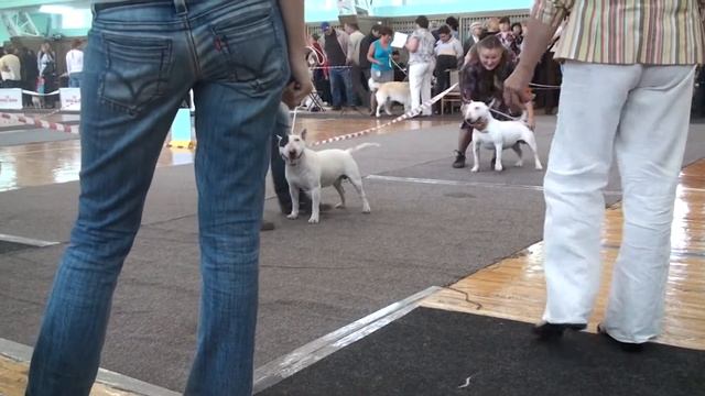 Dog Show Mono Bull terrier 2012/08/26 p25 смотреть онлайн