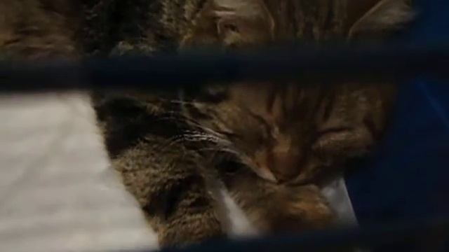 Опять Беда!!!!Мой подопечный с улицы,Малыш!!!!! смотреть онлайн