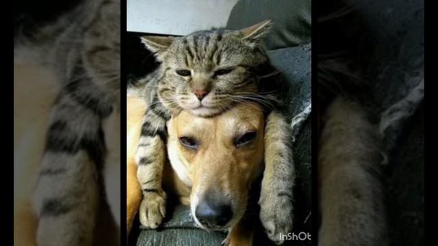 Смешные коты и кошки (4 минуты смеха) смотреть онлайн