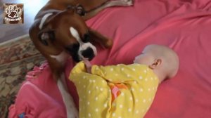 Собаки лучшие друзья детей. Год собаки 2018. Собаки веселяться с детьми.  Дети играют с собаками