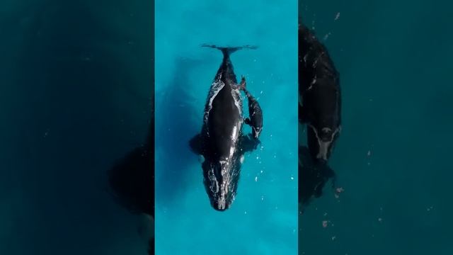 Nampak ikan besar bersama anak nya,di pertengahan laut!#adventure #malaya #dolphin #india #ikanbesa смотреть онлайн