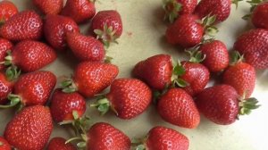 АУДЖИ . Новый сорт земляники садовой из Италии. Смотрим и оцениваем/Коллекция Светланы Татур.