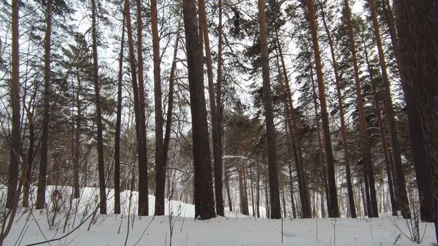 Инюшенский бор, зима. смотреть онлайн