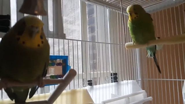 Cricket holds on while swinging with Mister Henry & Phyllis: Frankie looks on смотреть онлайн