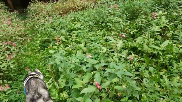 Серый волк в лесу... смотреть онлайн