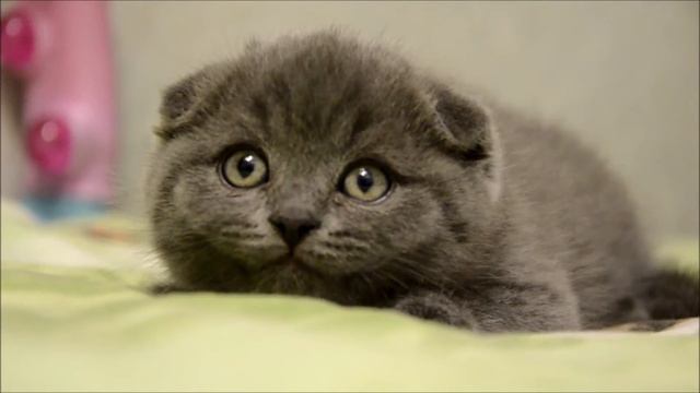 Мальчишка 170116 смотреть онлайн