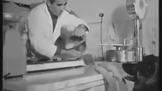 Собака зарабатывает смотреть онлайн