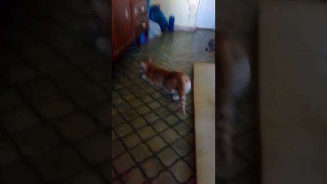кошка хочет кота смотреть онлайн