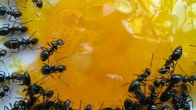 Выгнал муравьев и тлю без химии. Очень эффективный и дешевый способ смотреть онлайн