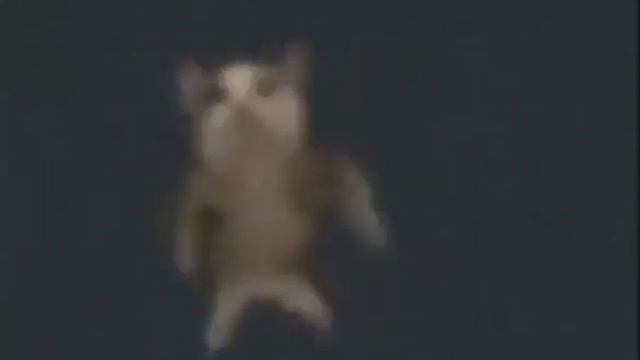 весёлый кот танцует 1 час смотреть онлайн