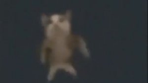 весёлый кот танцует 1 час