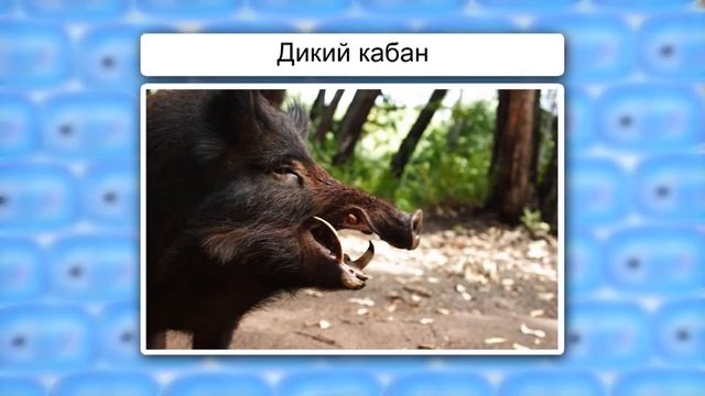 Парнокопытные смотреть онлайн