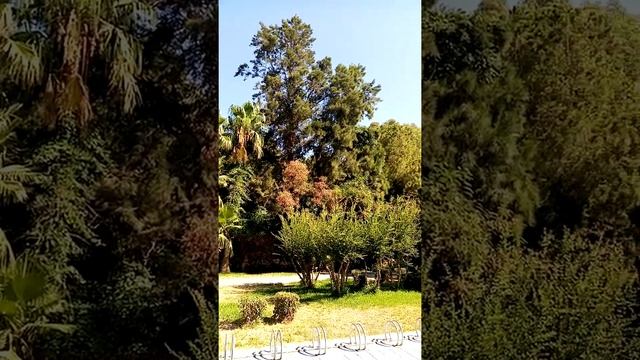 Открой миру свои уши №6. Цикады на побережье Анталии. Турция. Июль.