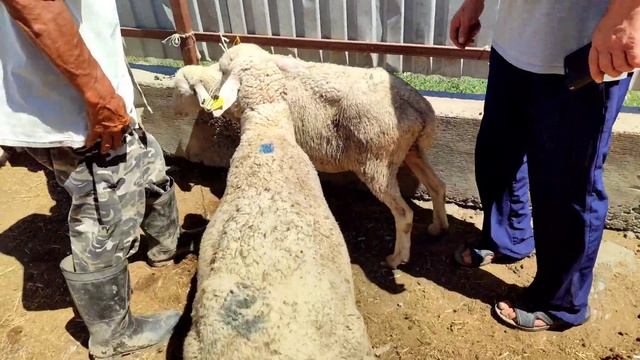 ТАЛДЫКОРГАН МАЛ БАЗАРЫ 29.07.2023 қой, сиыр, жылқы #малбазар2023 #талдыкорган