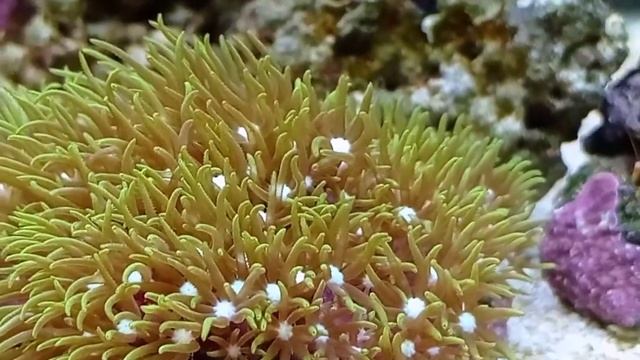 Evolução dos corais e a anêmona 🌊 смотреть онлайн