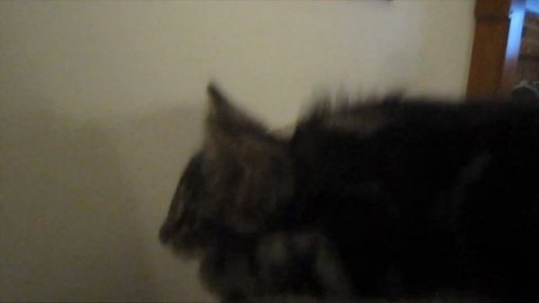 Котёнок, который блеет, как коза