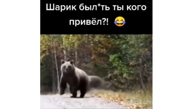 Шарик кого ты блин привёл? смотреть онлайн