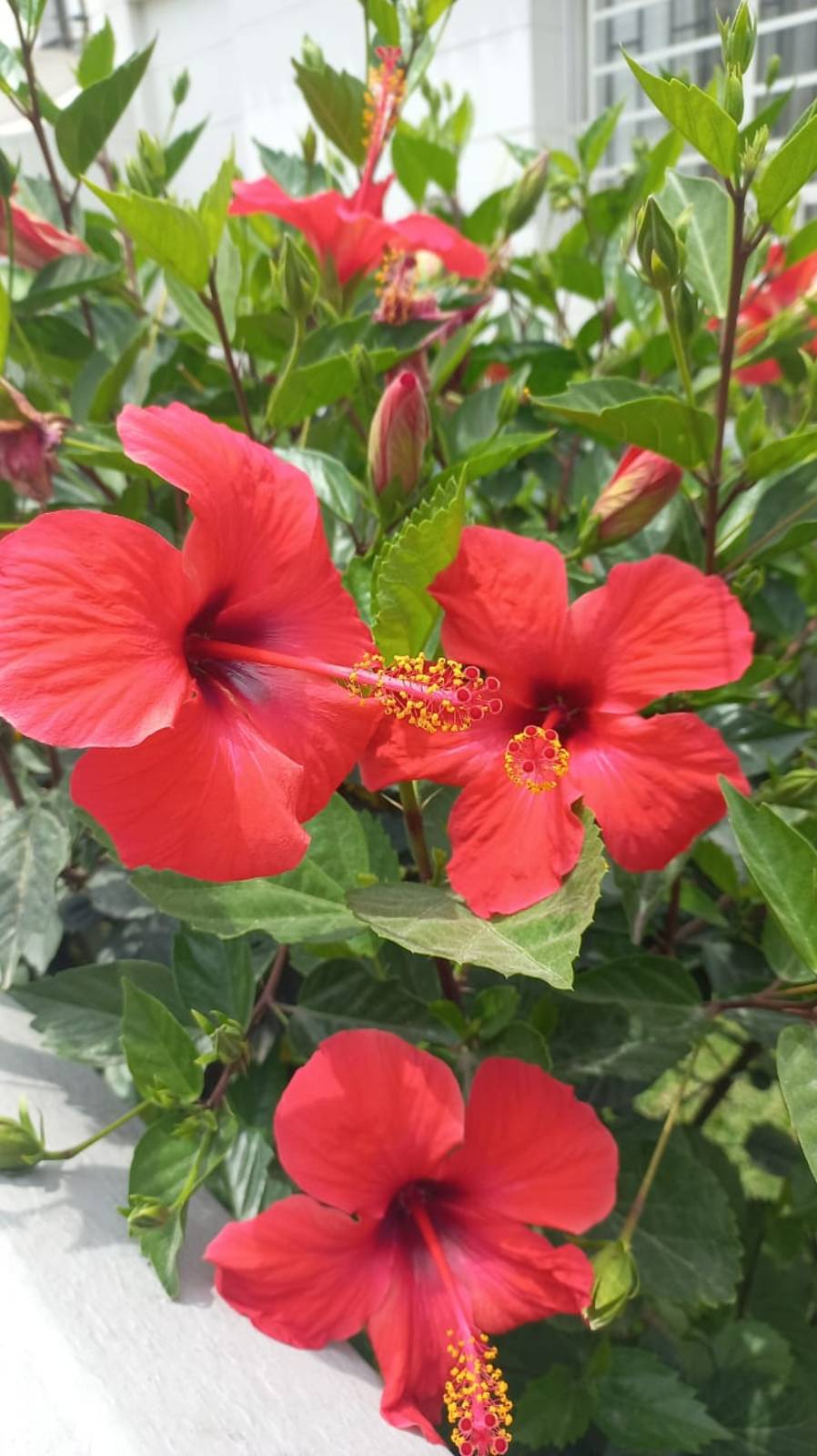 Предрожественская Лима