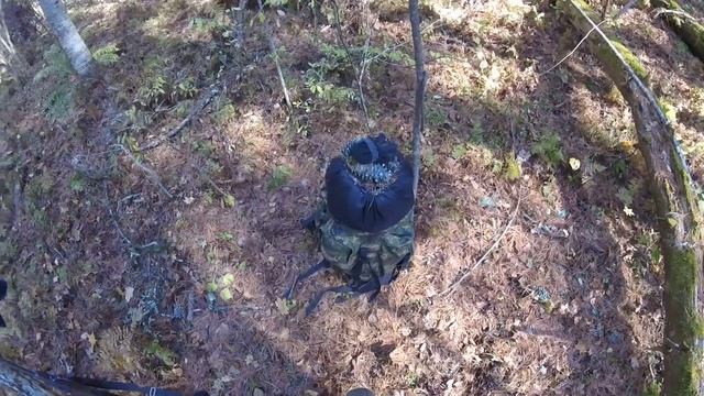 Кабан посек молодую собаку, спасаем кобеля. смотреть онлайн