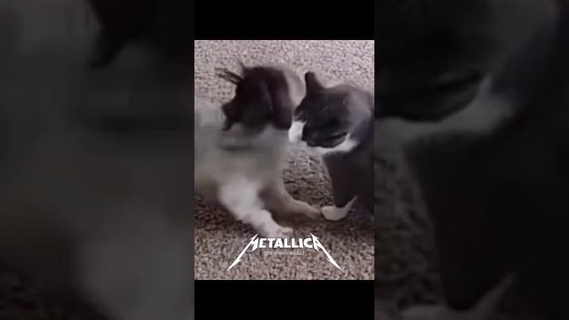 Собакин любитель металла