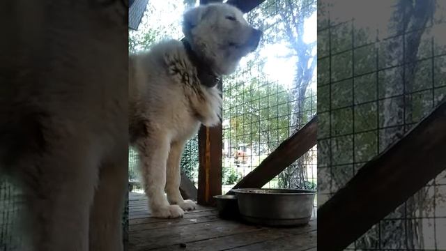 Очень голодная собака. смотреть онлайн