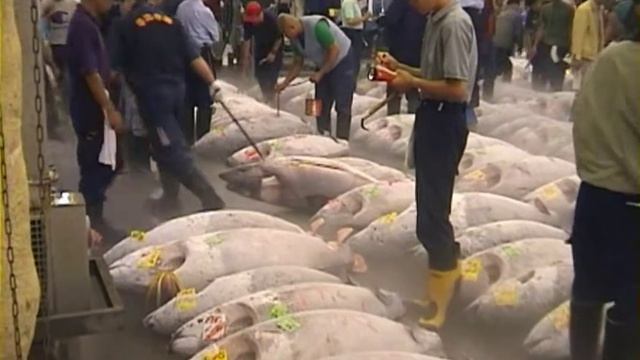 Tsukiji Tuna Auction! Rare 2003 footage! (築地市場マグロオークション) смотреть онлайн
