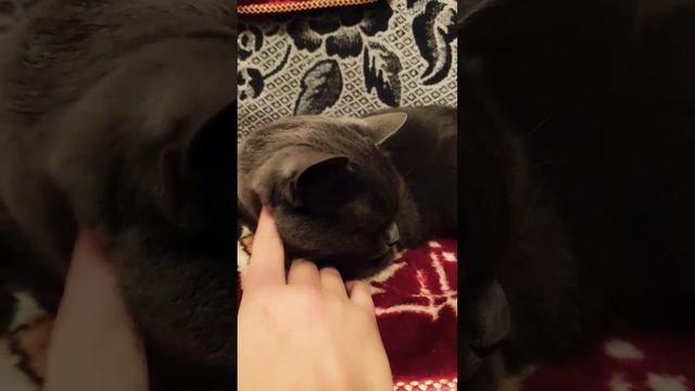 Злюка, но игривая...Котя...Мур мяу...Кусь #кошка #игри #втренде #топ #серая #бесплатно #просмотры смотреть онлайн