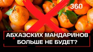 Россия запретила абхазские мандарины? Пока нет. Но все непросто