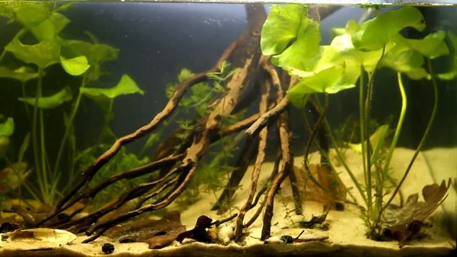 Huralnya lake biotope tank смотреть онлайн