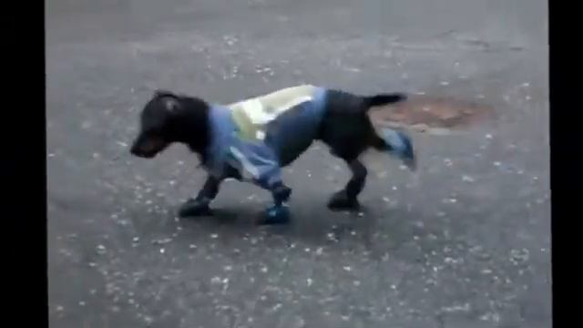Собака в Ботинках Ржачно Плящет! смотреть онлайн